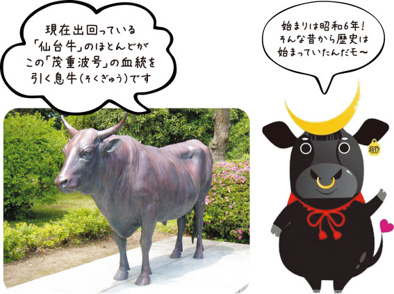 現在出回っている「仙台牛」のほとんどがこの「茂重波号」の血統を引く息牛（そくぎゅう）です